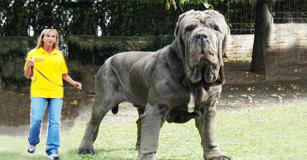 Самая большая в мире собака – топ 10 гигантов | звери дома