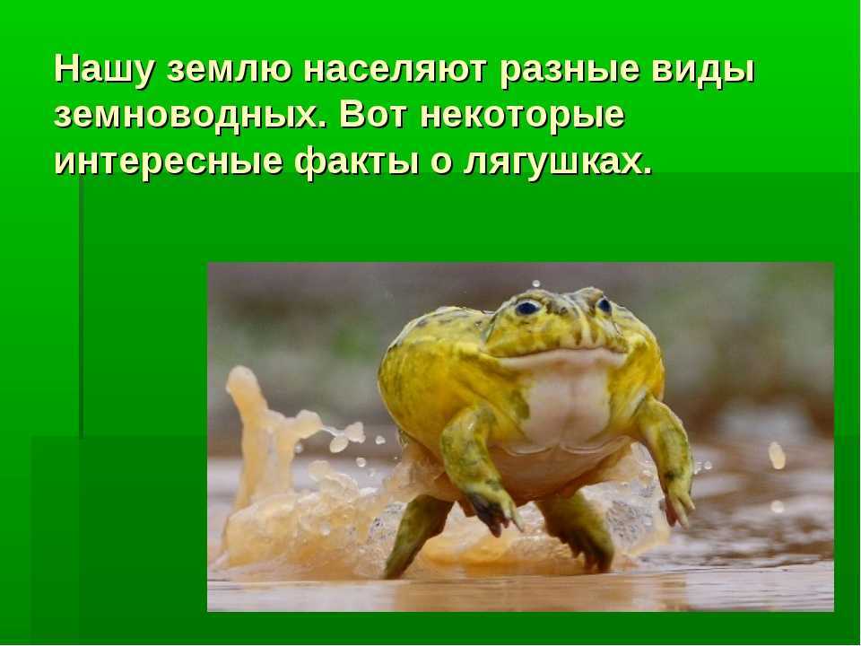 20 видов животных, вымерших в результате человеческой деятельности