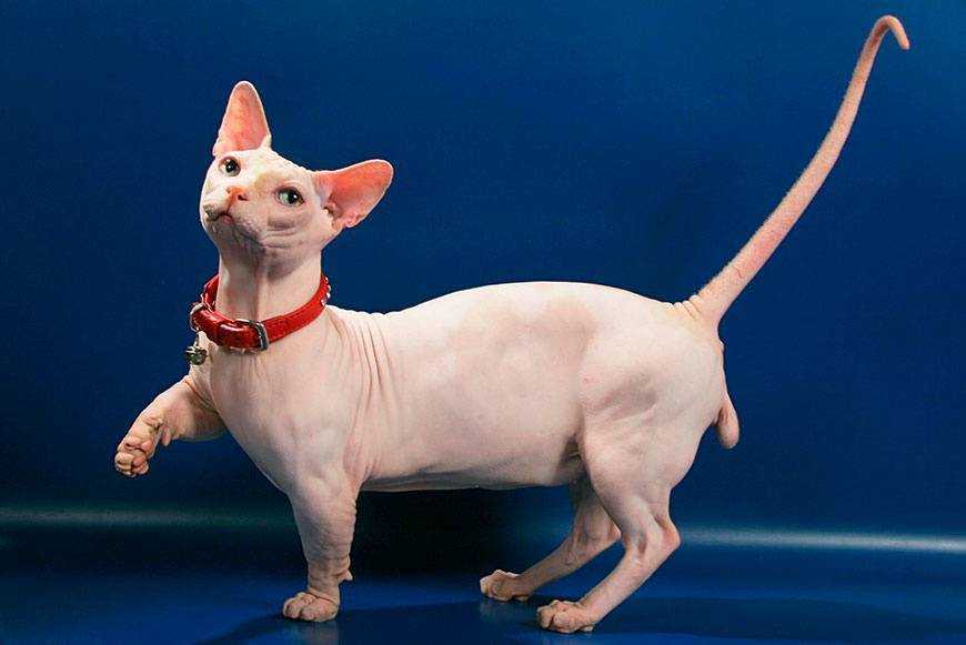 Бамбино — описание породы и характер кошки