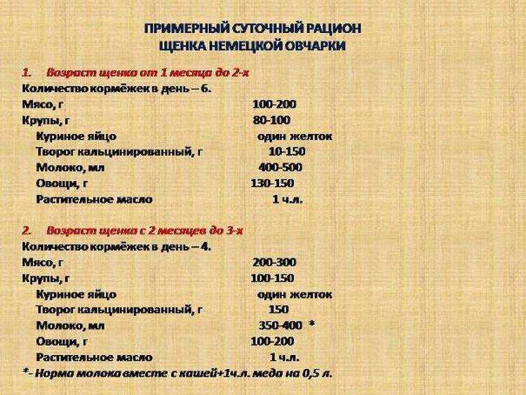 Немецкая овчарка: уход в 1,2,3 месяца, условия содержания и кормления