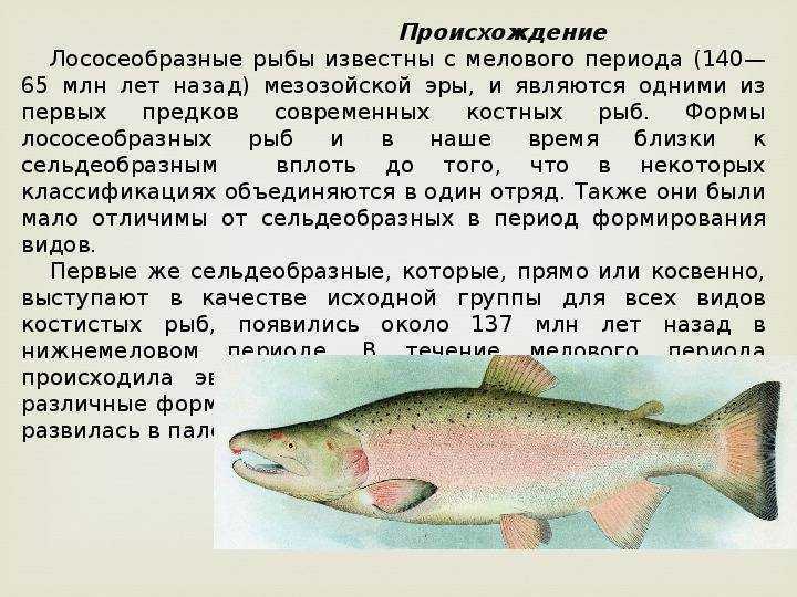 Рыба пескарь обыкновенный, фото и описание