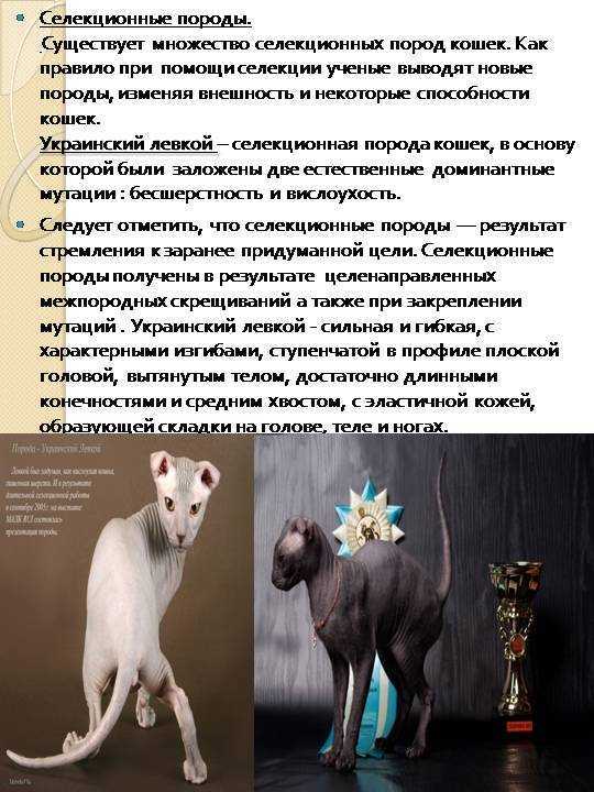 Кошки бамбино: история породы, описание, характер, советы по содержанию и уходу, фото