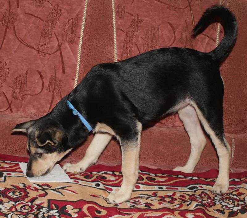 Шпиц той терьер