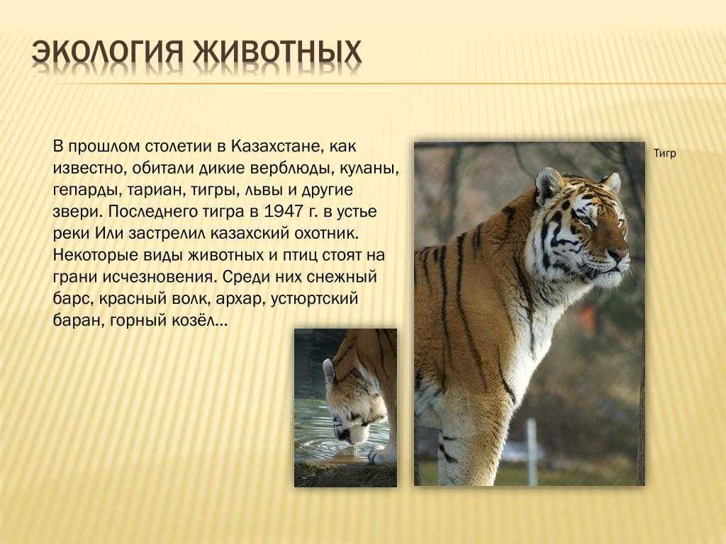 Что изучает наука экология животных? - экология и защита окружающей среды