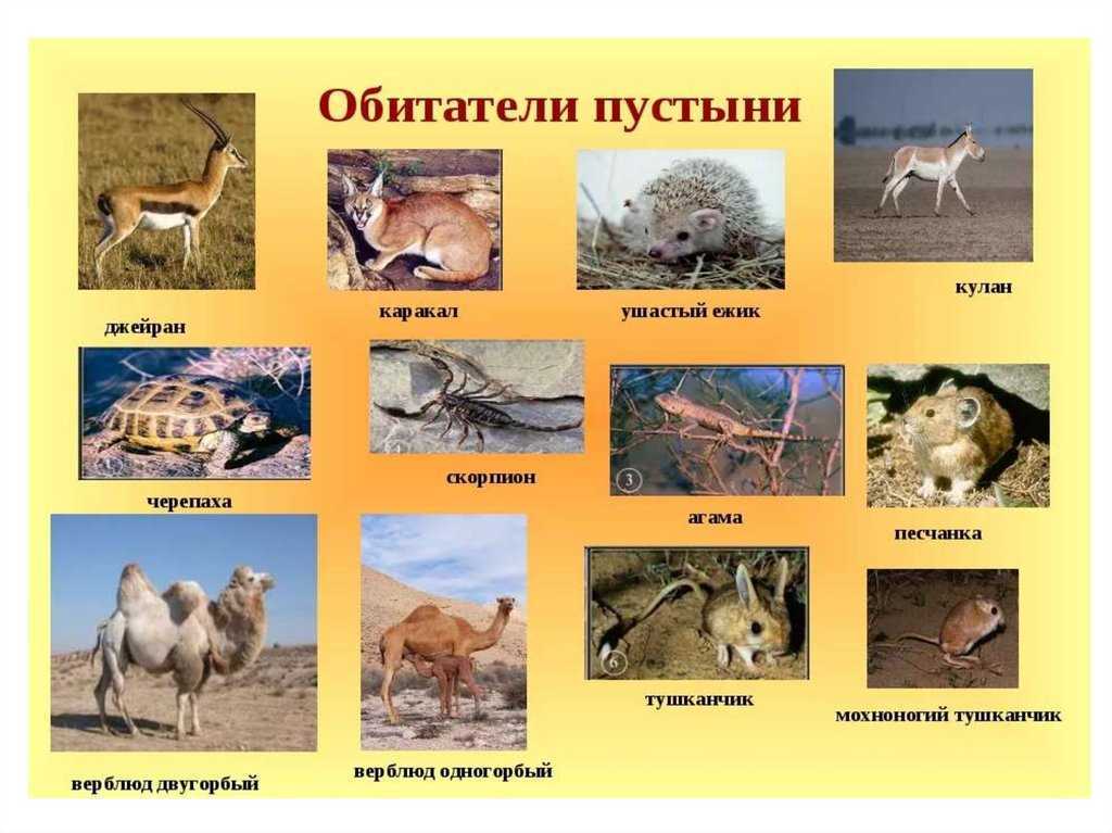 Пустыня сахара: климат, животные и растения ~ русло.info