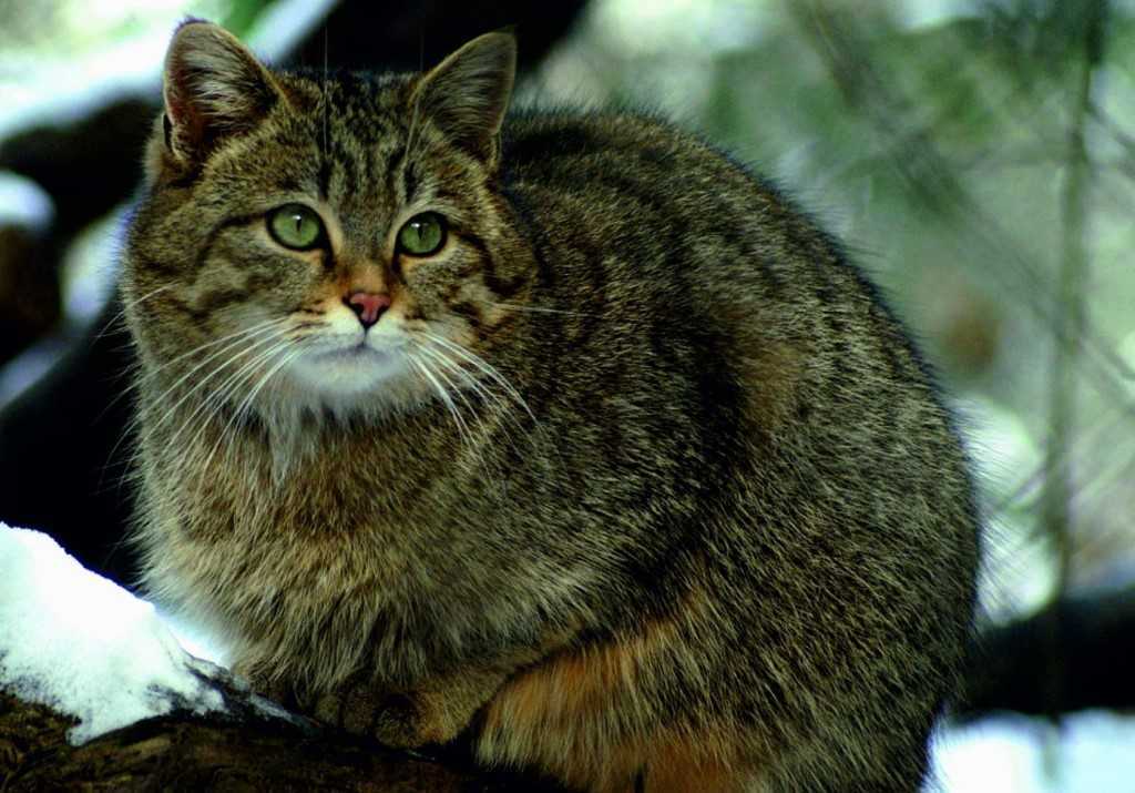 Норвежская лесная кошка: фото, описание, характер, содержание, отзывы