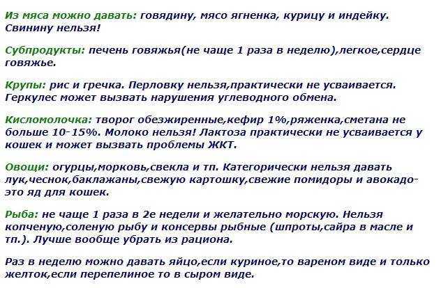 Чем можно кормить маленького котенка в 1, 1.5 месяца без кошки в домашних условиях
