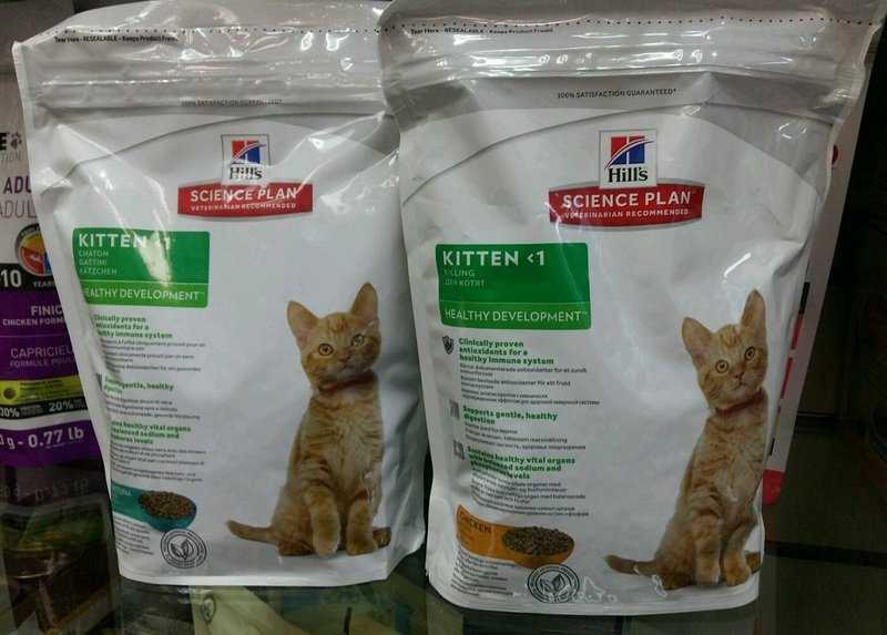 Можно ли кормить котят и взрослых кошек только влажными кормами