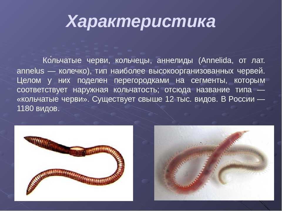 Лекция 5. тип кольчатые черви (annelida)