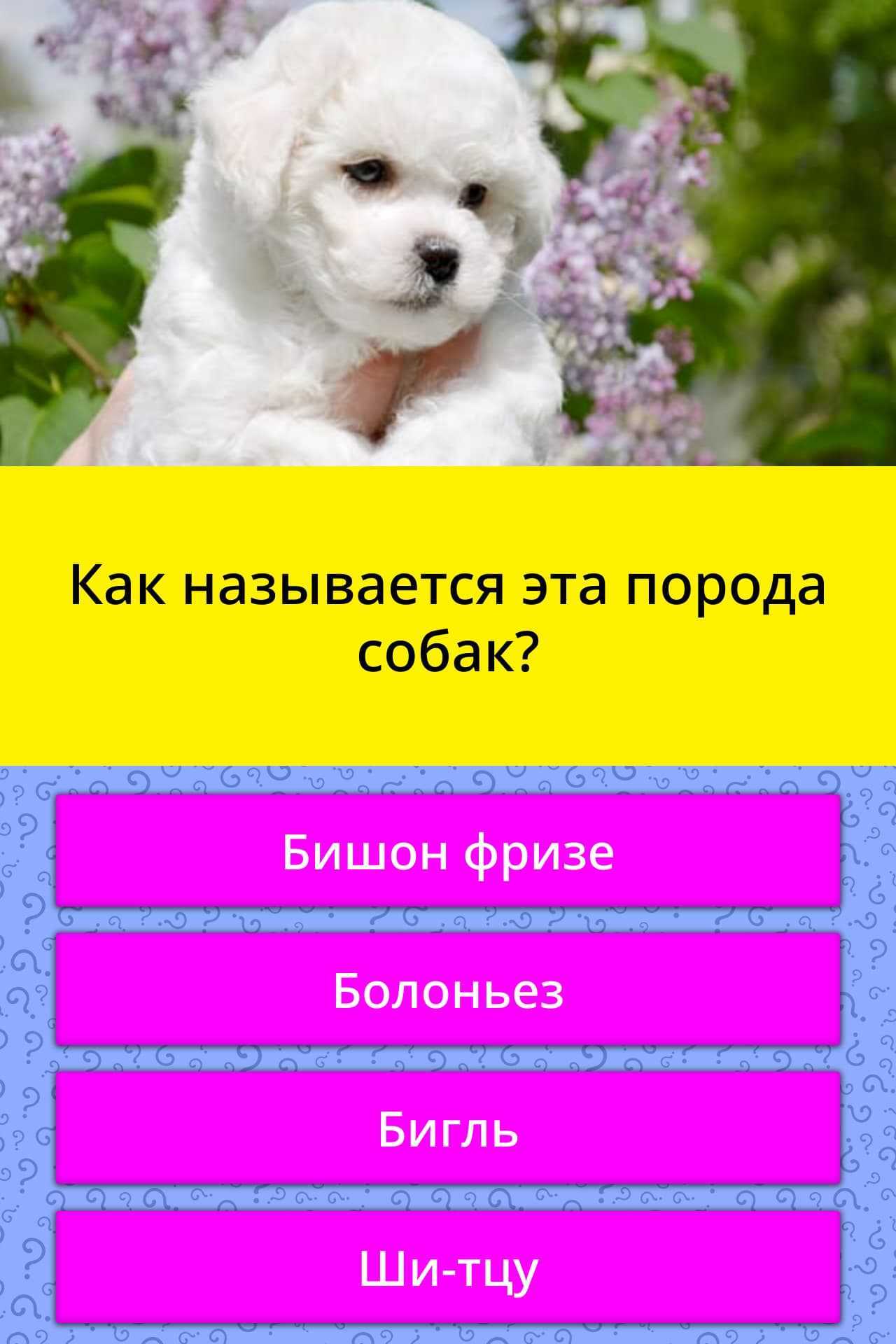 Бишон-фризе