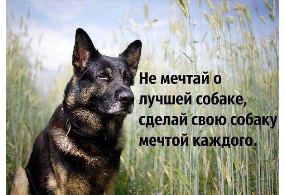 Действительно ли собаки похожи на своих хозяев: собаки, как и их владельцы, меняют свои черты характера в течение жизни