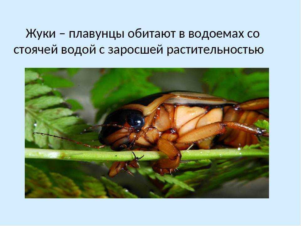 Содержание жука плавунца в домашних условиях: сколько хищник проживет в неволе