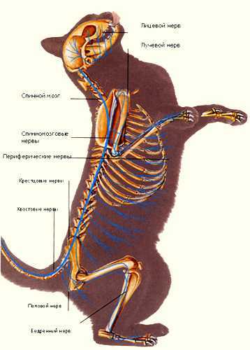 Описание кошки: анатомия, строение внутренних органов домашнего животного