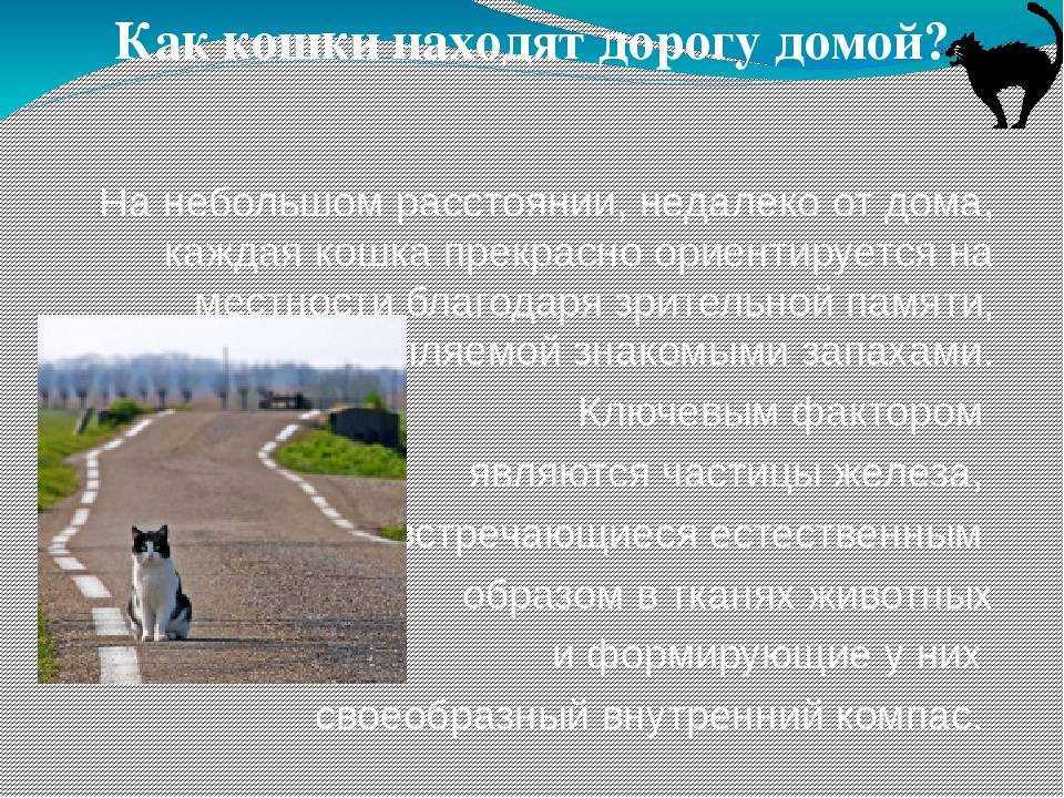 Кошка убежала из дома, как найти, что делать
