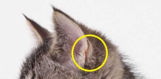 У кота за ухом шишка: что делать