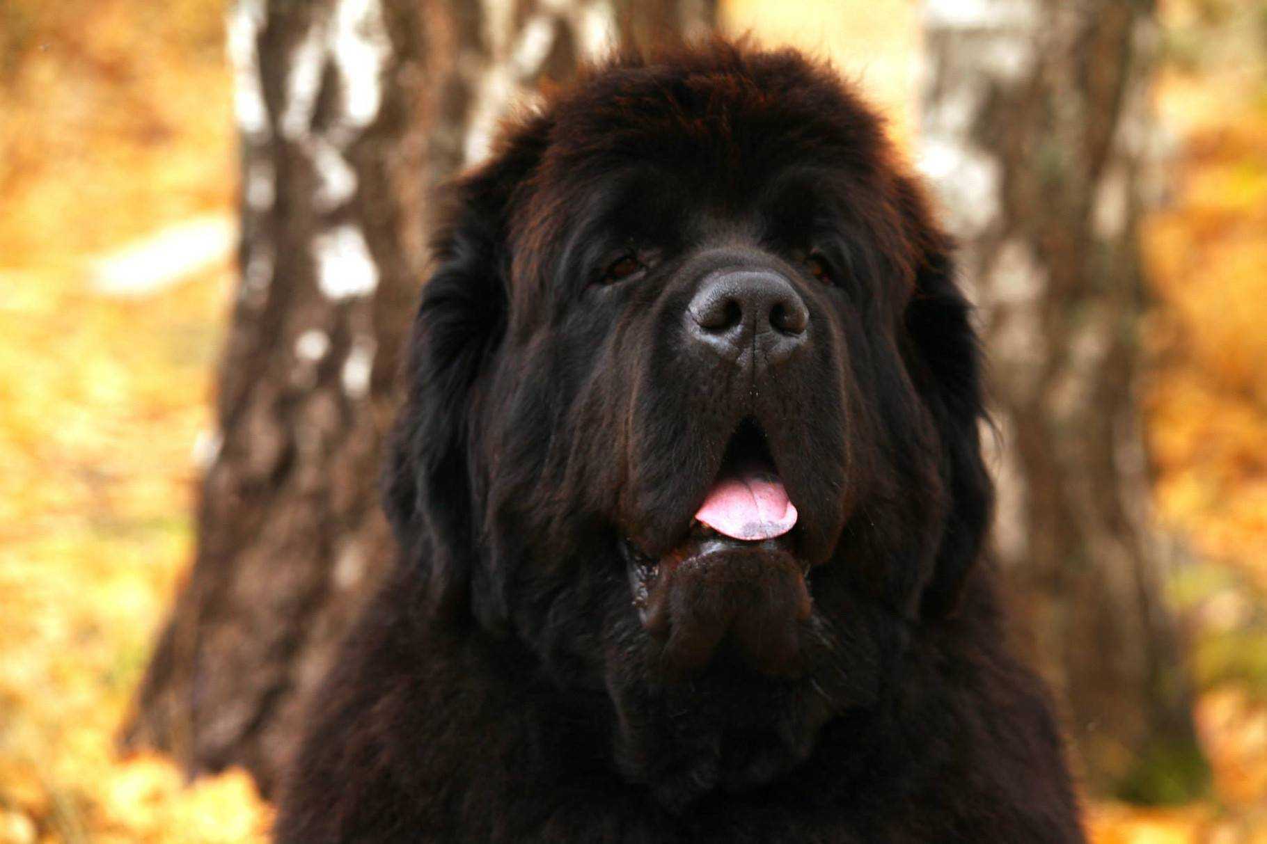 ᐉ порода собак ньюфаундленд (водолаз): характеристика и описание, особенности ухода - zoovet24.ru