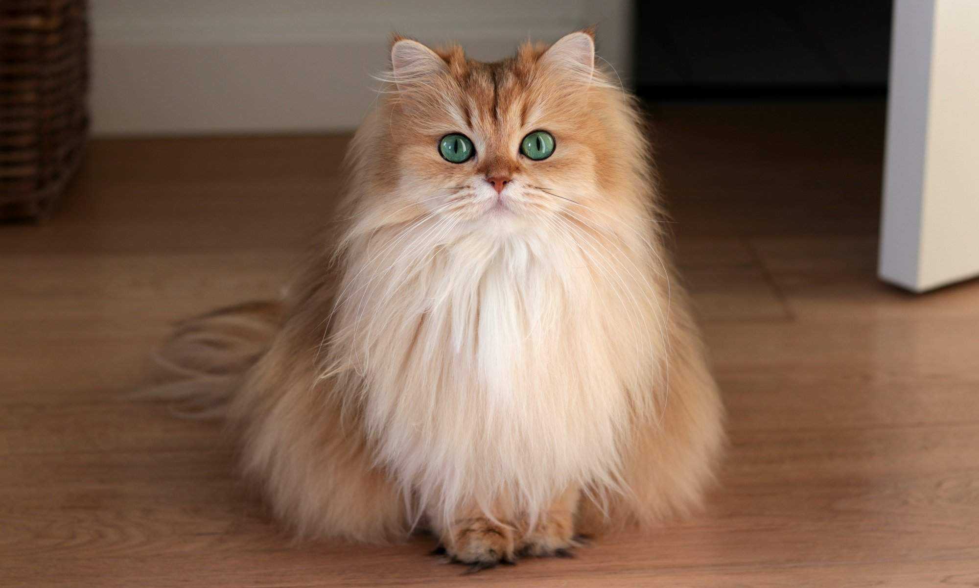 Лучшие породы кошек