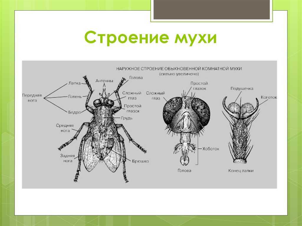 Мухи живут рядом с нами, но все ли могут сказать, сколько у них ног: разбираем со всех сторон. строение мухи