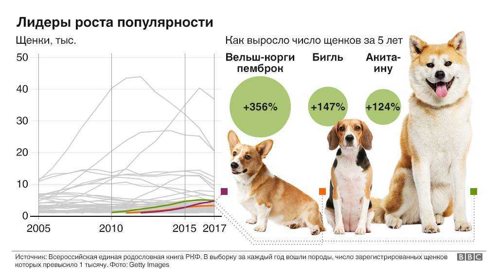 Породы собак для квартиры: спокойные, недорогие, умные, самые здоровые, охранные (фото с названиями) питомцы, которых лучше завести для содержания дома. топ