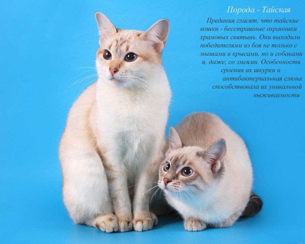 30 самых популярных пород кошек и их происхождение