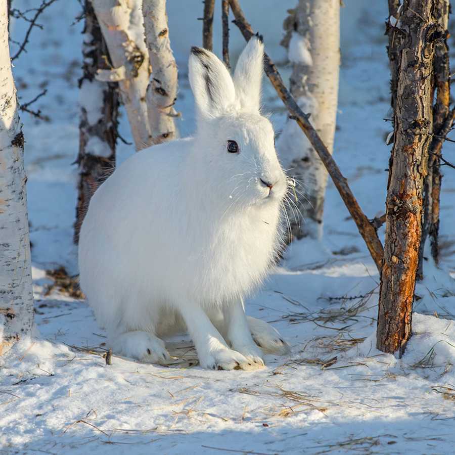 Заяц - виды, где живет, описание, окрас, чем питается, размножение