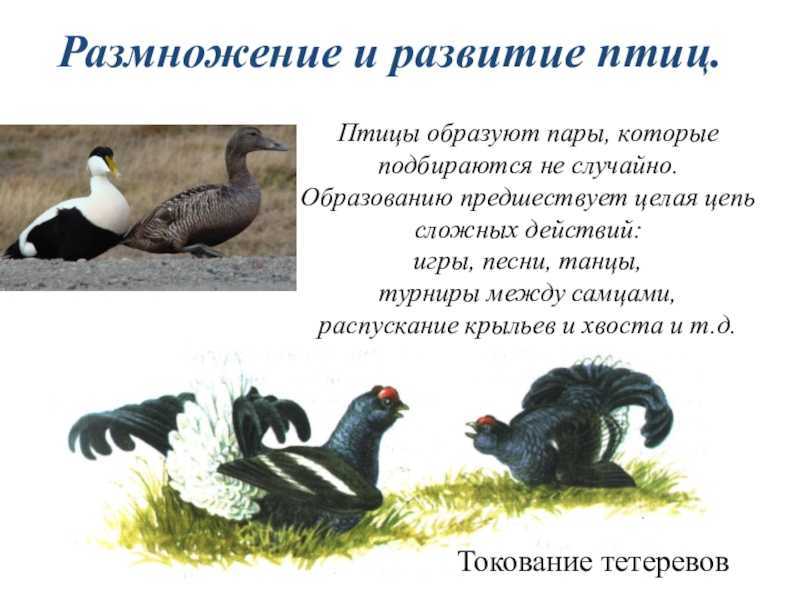 Размножение, строение органов и развитие птиц (биология, 7 класс)