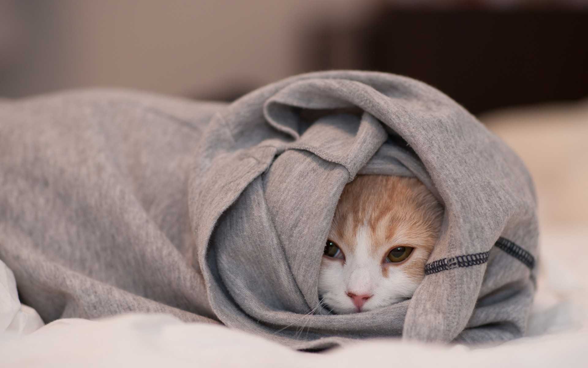 Топ-4: почему кошка мяукает и прячется под одеяло