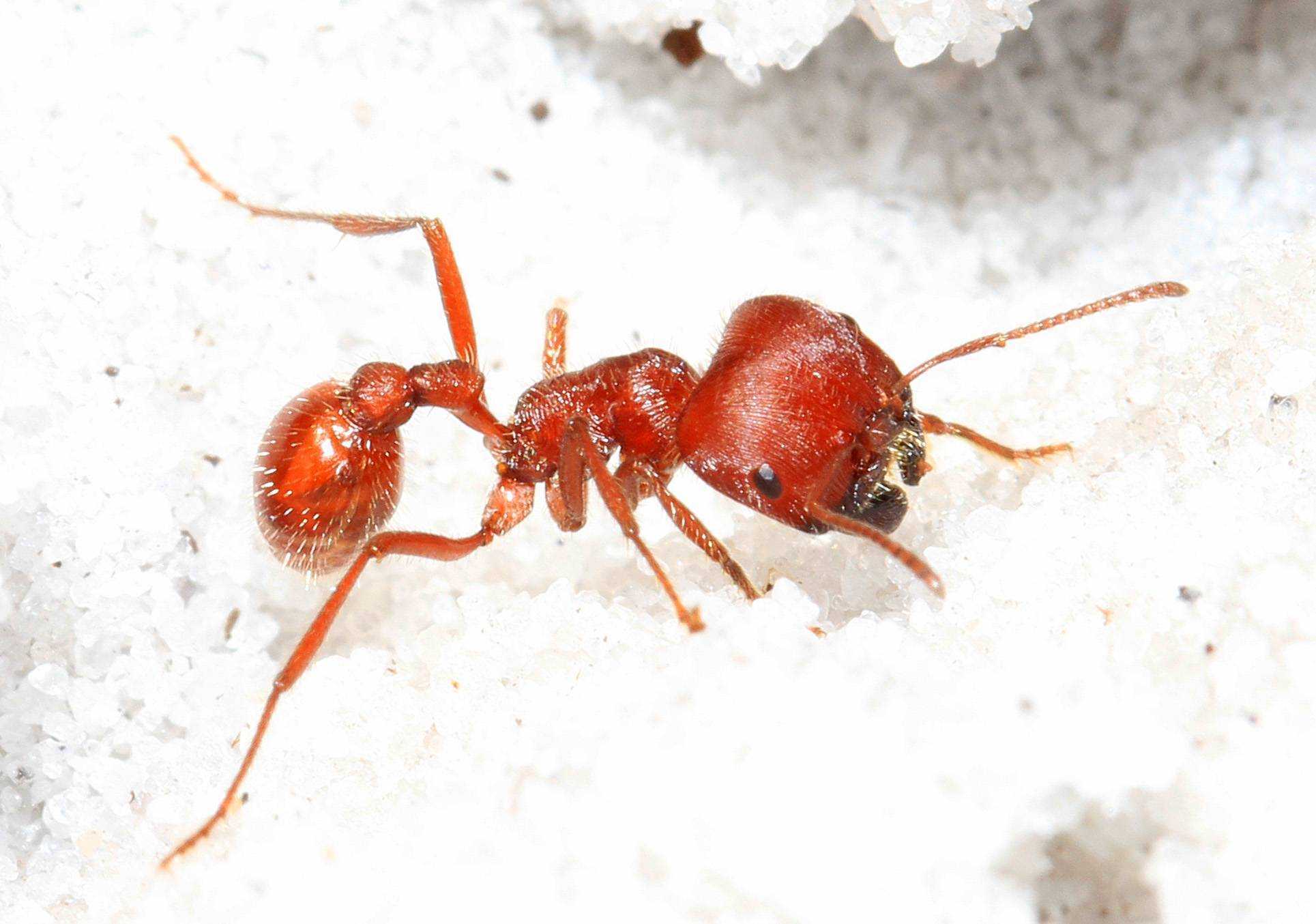 Самые опасные муравьи мира