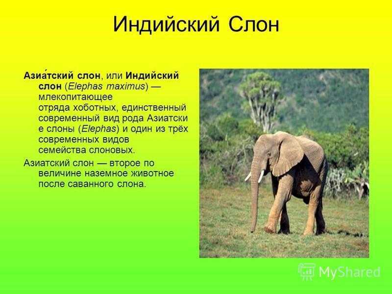 Где обитают слоны, как они выглядят, сколько весят и что едят