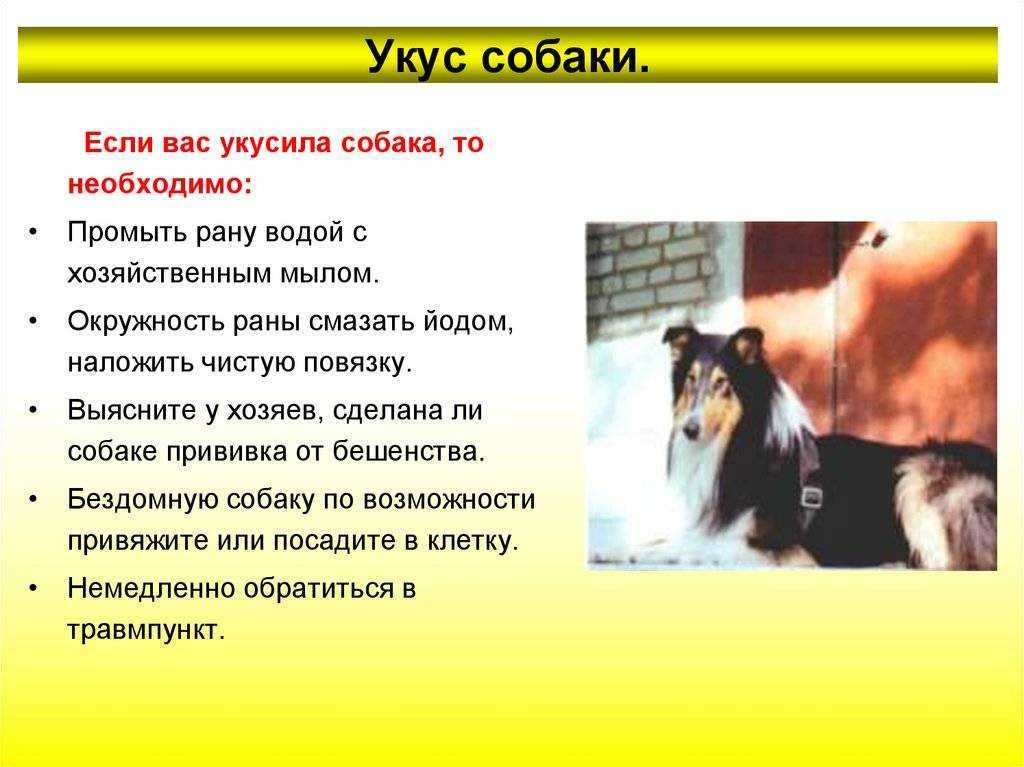 Что делать, если укусила собака?