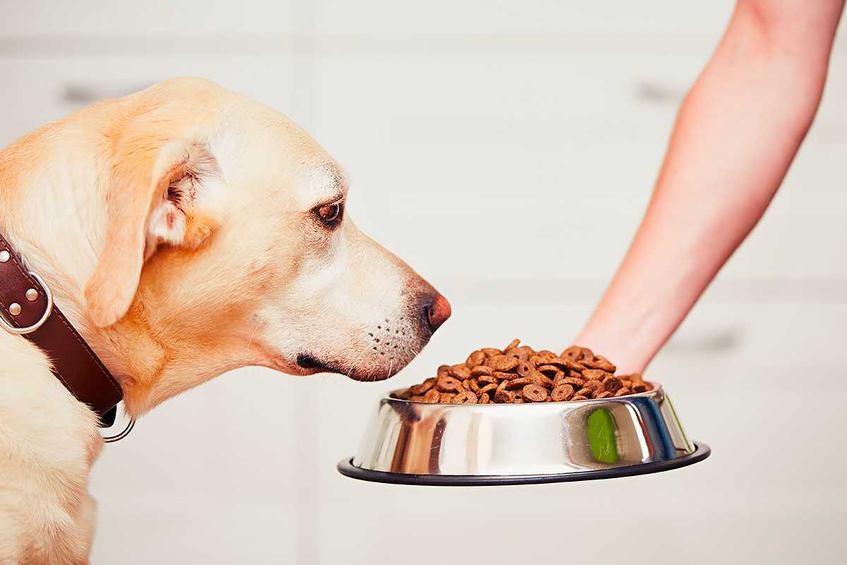 Нужно ли солить еду собаке. можно ли добавлять соль в пищу собакам: кому верить и как не навредить питомцу нужно ли солить еду собакам