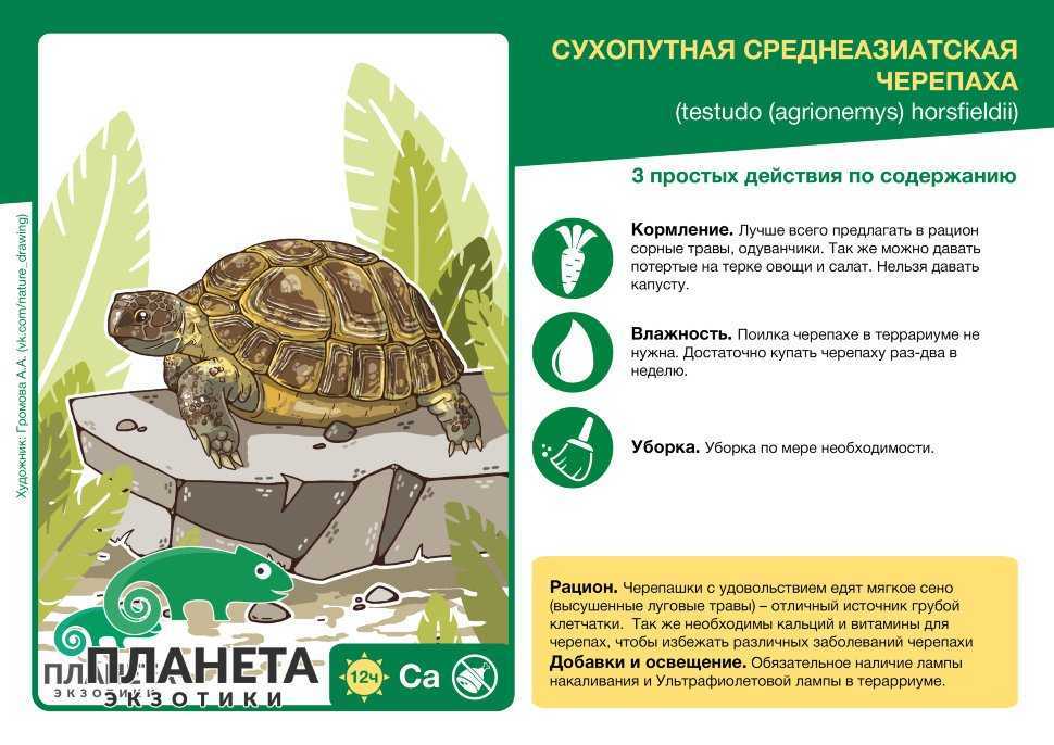 Черепаха – описание, виды, пища, где обитает, фото