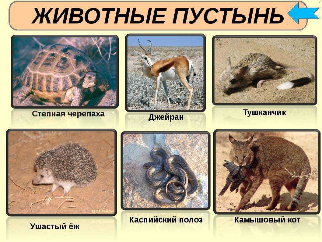 10 самых интересных животных пустыни сахара :: инфониак