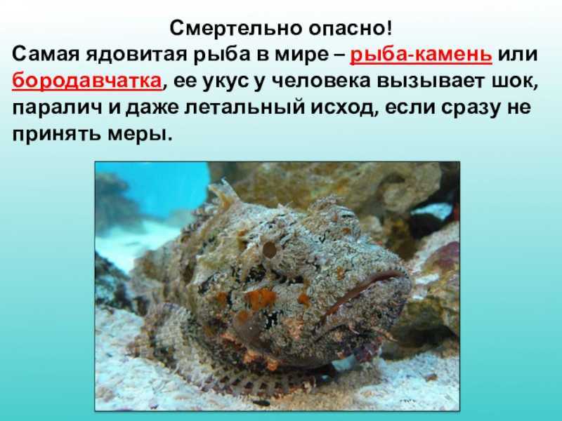 Рыбы красного моря: описание с названиями и фото, ядовитые