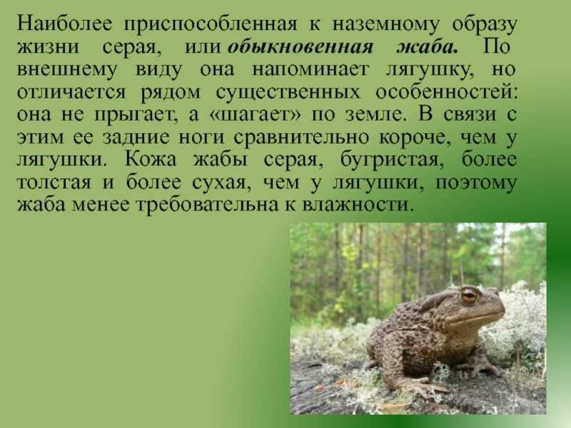 Описание озерной лягушки из красной книги