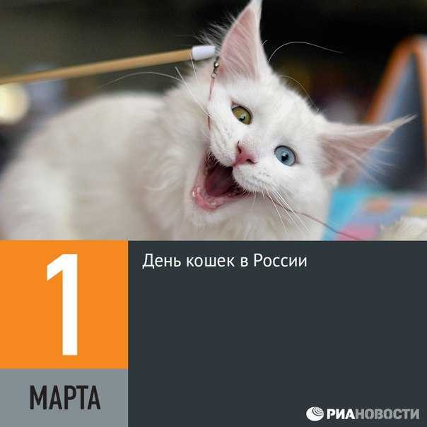 День кошек: когда и как отмечается кошачий праздник в мире, россии и других странах?