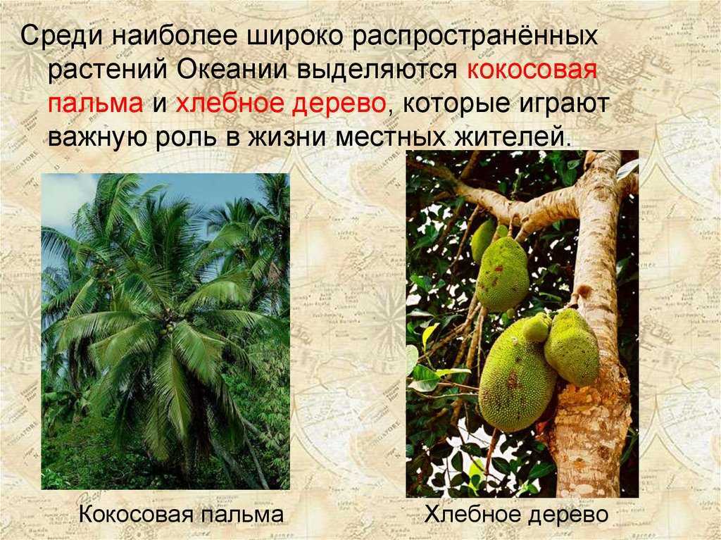 Влажные экваториальные леса