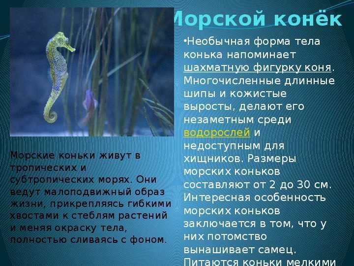 Полевой лунь (фото): как выглядит, где обитает, чем питается и интересные факты