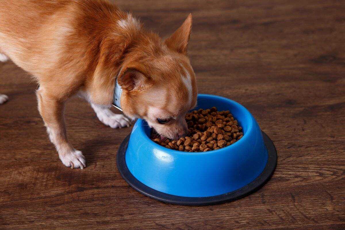 Собака ест кошачий корм: а можно ли ей? не паникуем – читаем