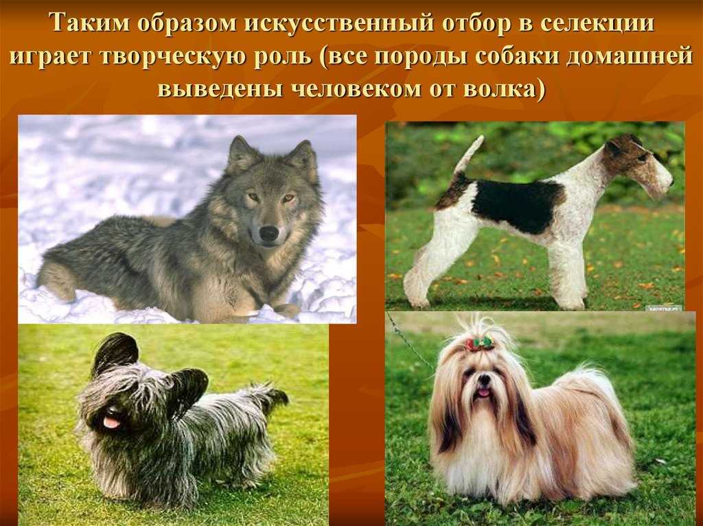 Породы собак – результат целенаправленной работы человека