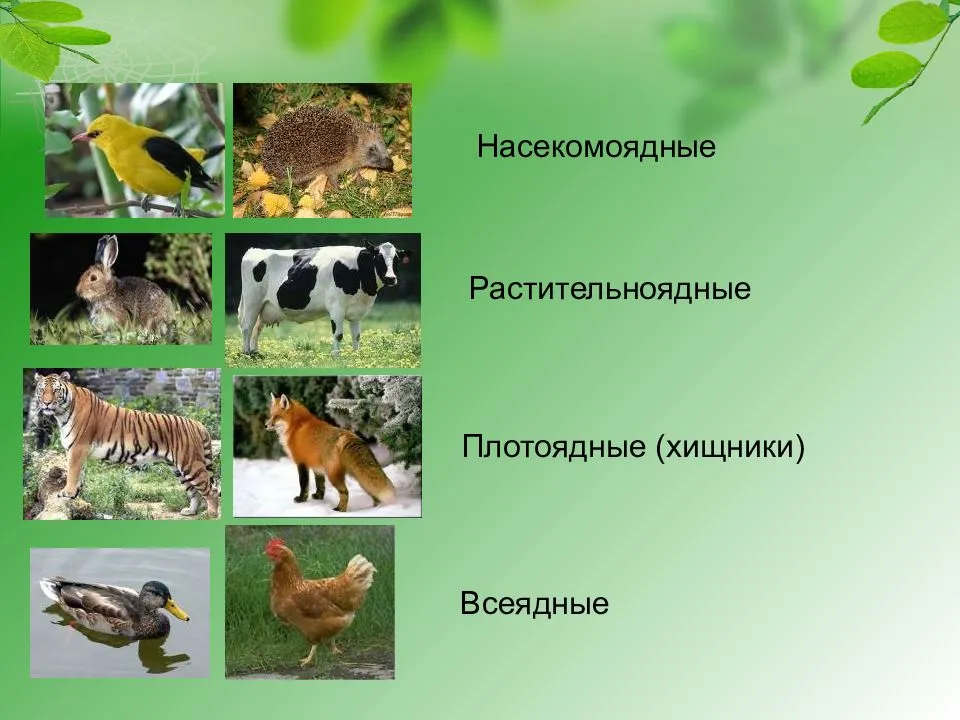 Растительноядные животные список с примерами и названиями