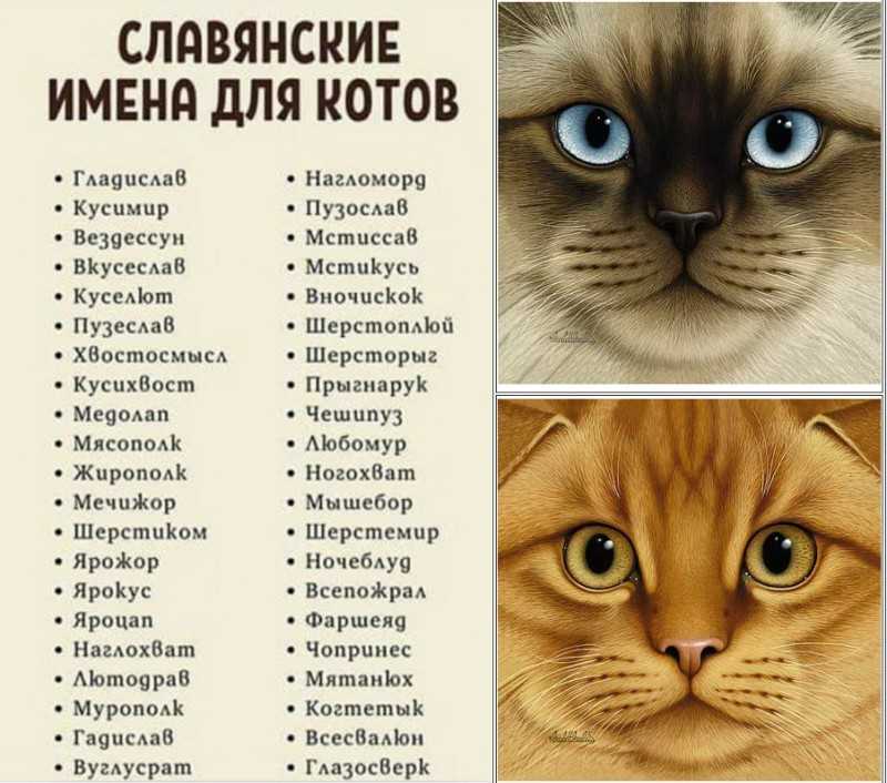 Красивые имена для кошек девочек