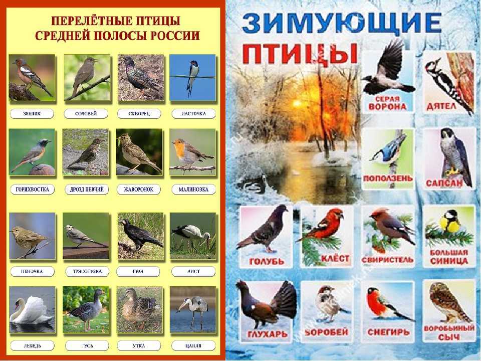 Птицы подмосковья: 42 фото с названиями и подробным описанием