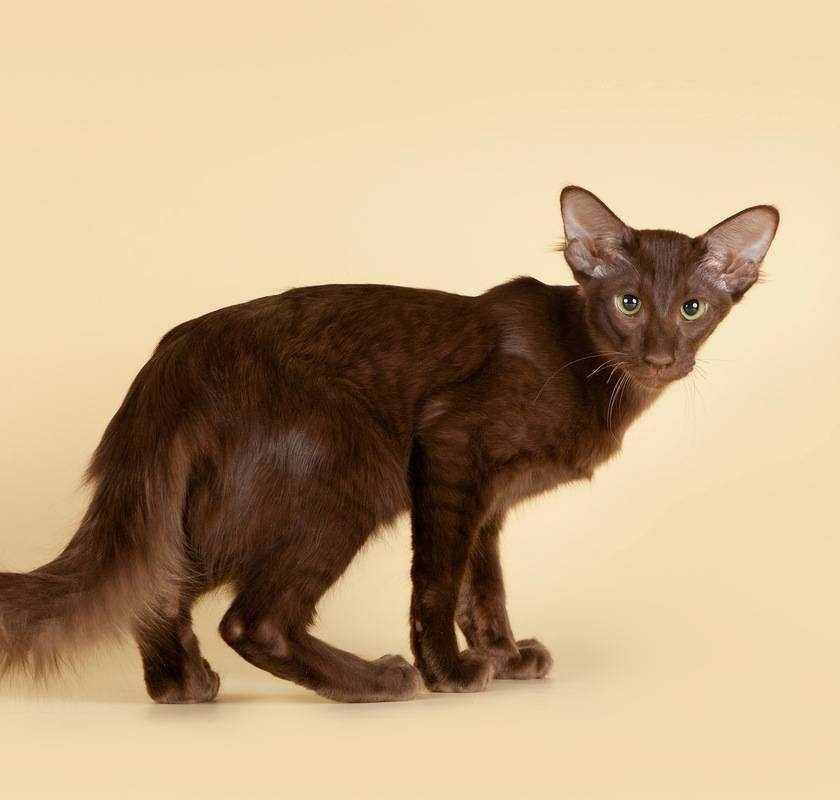 Яванская кошка – преданный и неприхотливый питомец! описание + фото.
