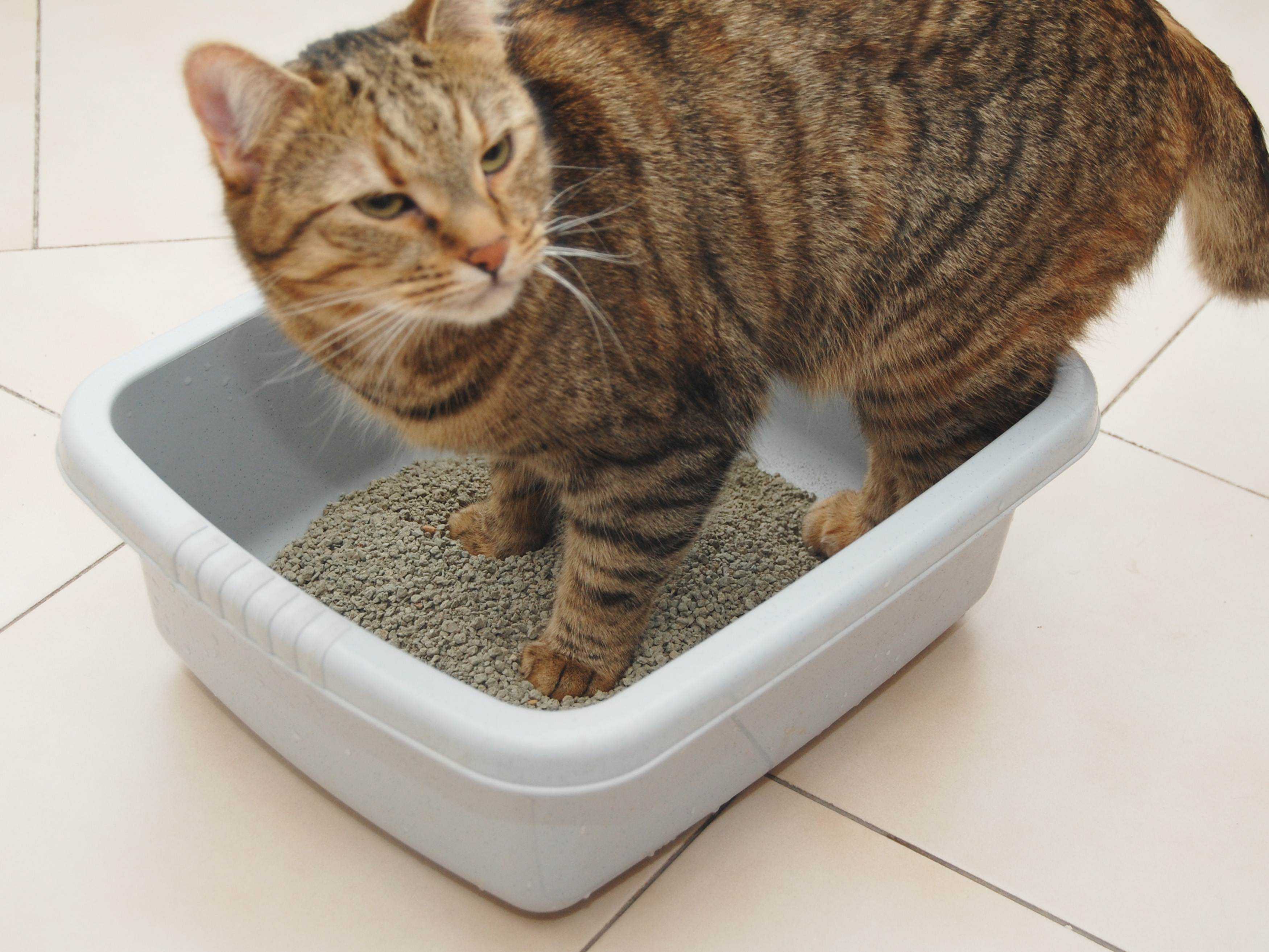Котенок не пьет воду: причины и последствия обезвоживания