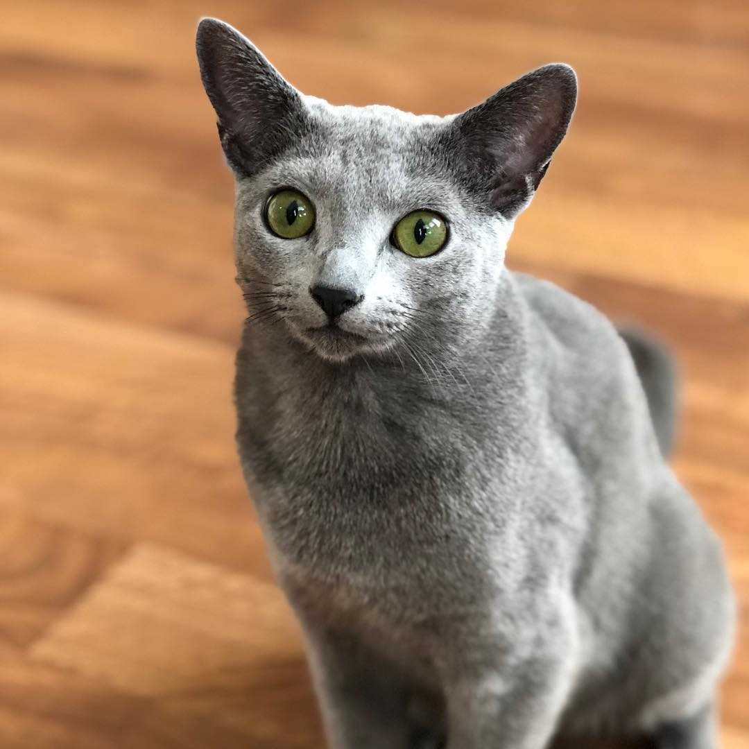 Русская голубая кошка