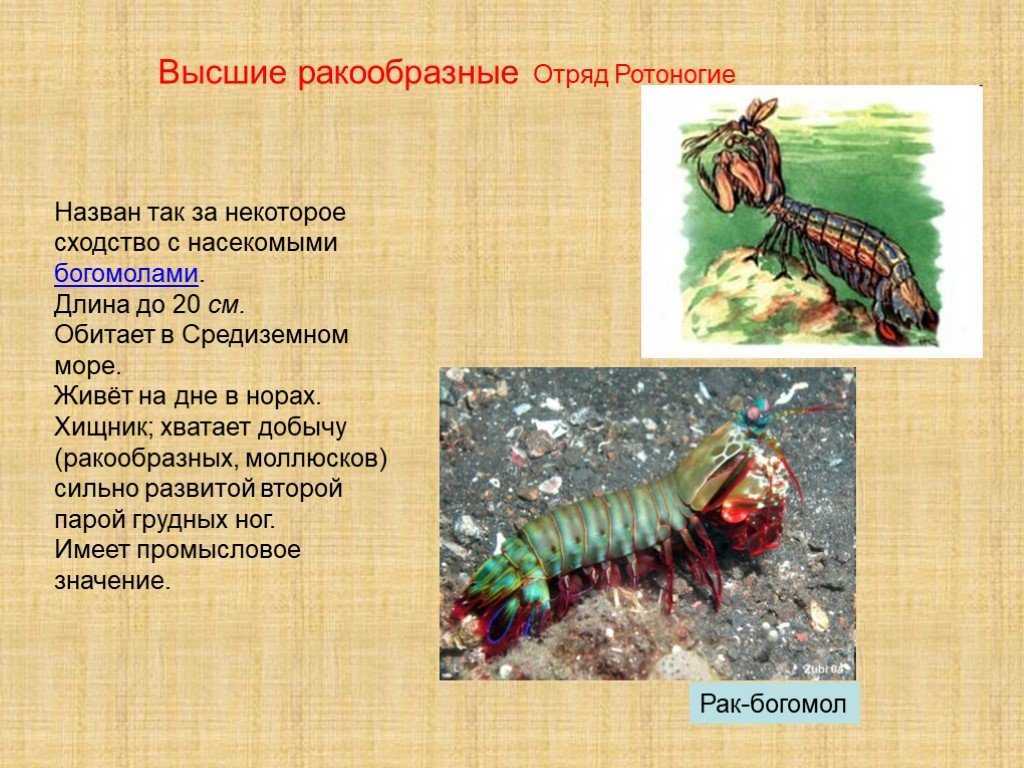 Гиганский рак-богомол