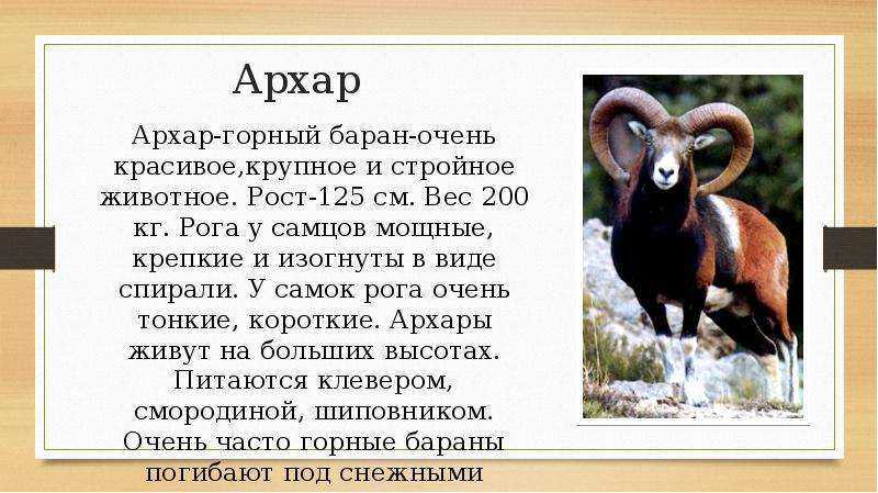 Горные бараны. снежный баран, архар и муфлон