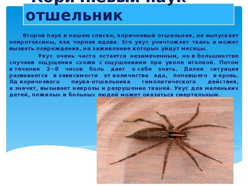 Виды пауков: происхождение, среда обитания, особенности