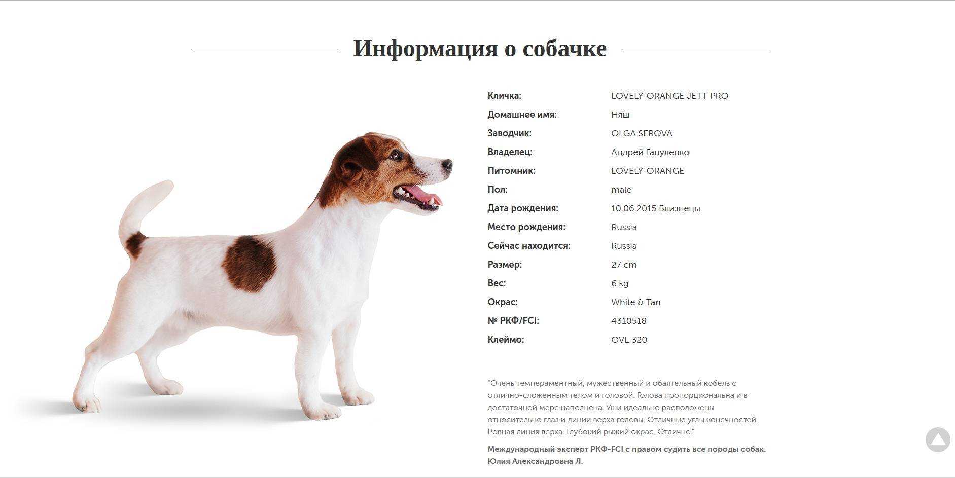 500+ крутых кличек для собак
